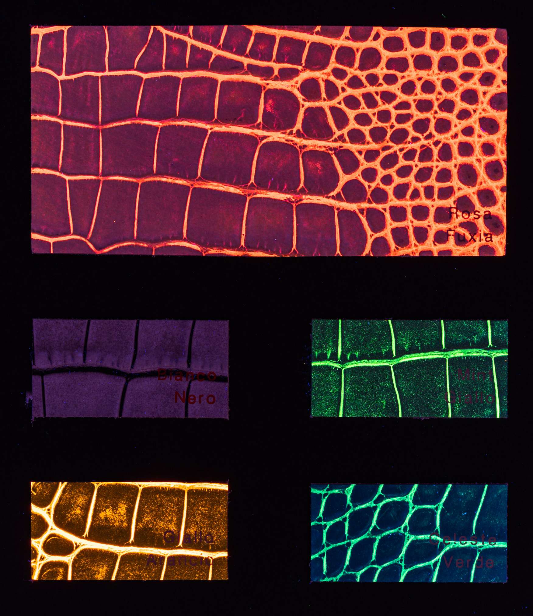 Teakwondo color card Ta.go srl